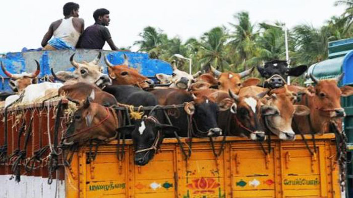 রাজধানীতে গরু ভর্তি ট্রাক ছিনতাই