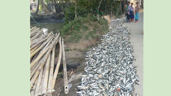 কুতুবদিয়ায় পুকুরে বিষ ঢেলে ৫৫ হাজার মাছ হত্যা !