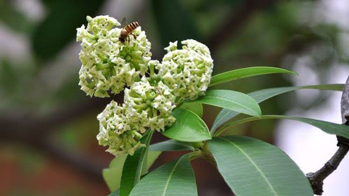 বাতাসে ছাতিম সুবাস