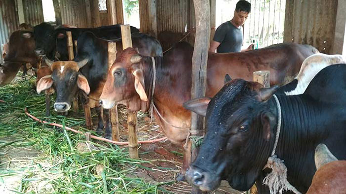 বাগেরহাটে কোরবানির গরুর দাম ও চাহিদা নিয়ে শঙ্কায় খামারিরা