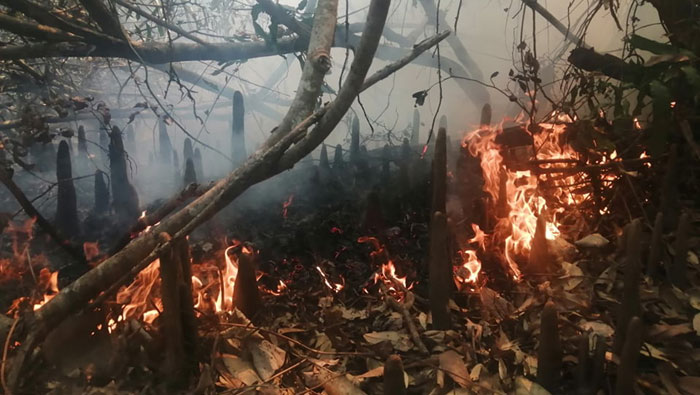 এক দিন পার হতে না হতেই, আবারো সুন্দরবনে আগুন