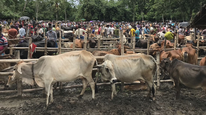 বাগেরহাটে ক্রেতা শূন্য কোরবানির হাট নিয়ে দুশ্চিন্তায় খামারিরা