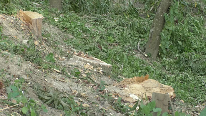 বেনাপোলে সরকারী ৩টি গাছ কেটে নিল প্রভাবশালীরা