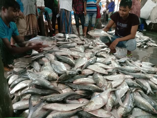 ১১ হাজার ৫৭৮ কেজি ইলিশ মাছ নিলামে বিক্রি
