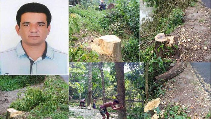 গৌরনদীতে সরকারি গাছ কাটলেন চেয়ারম্যান: তদন্তের নির্দেশ হাইকোর্টের