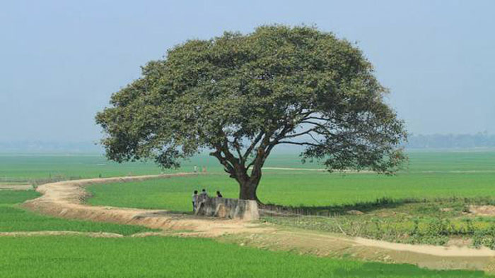 আজ সারাদেশের আবহাওয়া শুষ্ক থাকবে
