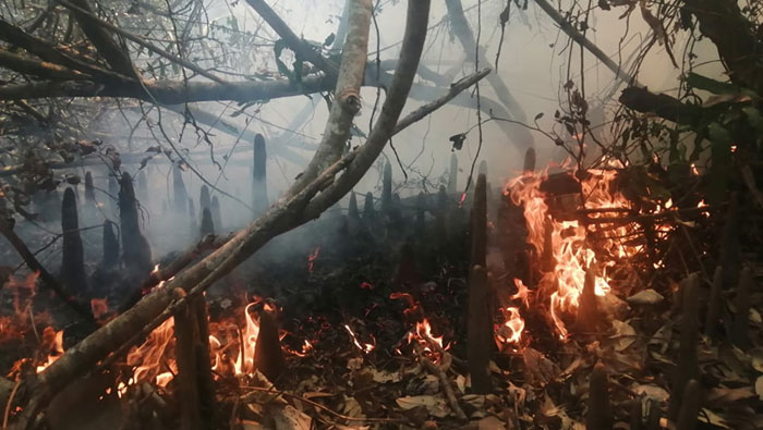 সুন্দরবনে আবারও আগুন, নিয়ন্ত্রণে কাজ করছে ফায়ার সার্ভিস