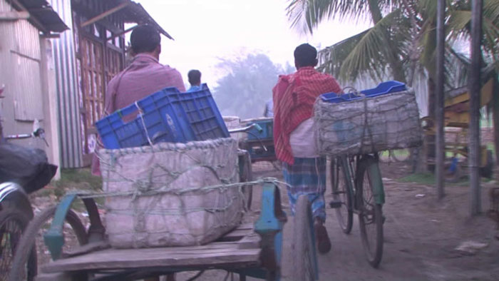 লক্ষ্মীপুরে জেলেরা মেঘনায় নির্বিচারে ধরছেন জাটকা!