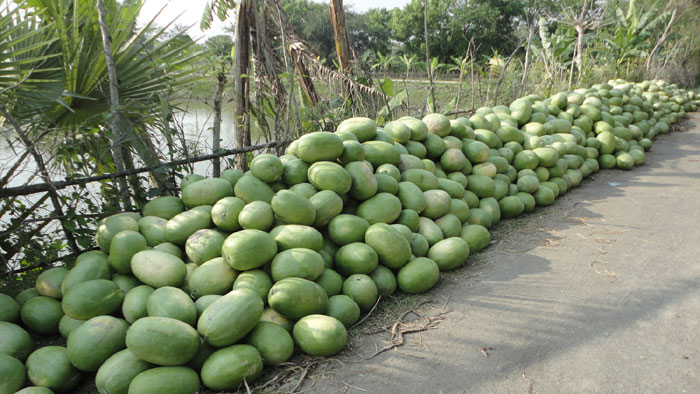 উপকুলীয় এলাকায় তরমুজ বাম্পার হলেও, কৃষকরা করোনা আতংকে চিন্তিত