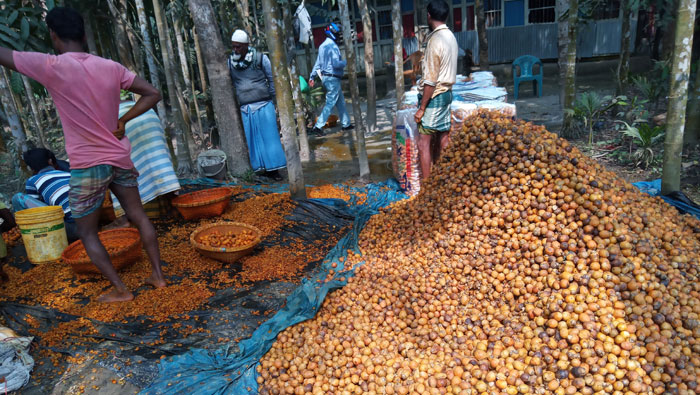 লক্ষ্মীপুরে পঁচানো সুপারীতে মেশানো হচ্ছে বিষাক্ত রং