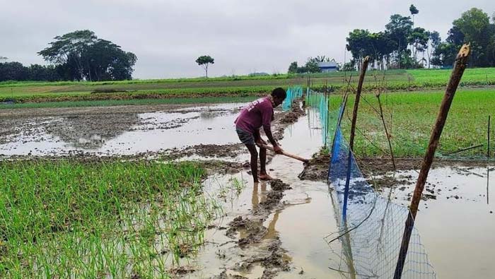 ঘূর্ণিঝড় জাওয়াদের প্রভাবে টানা বৃষ্টিতে ক্ষেতে পানি, ফসলের ক্ষতি