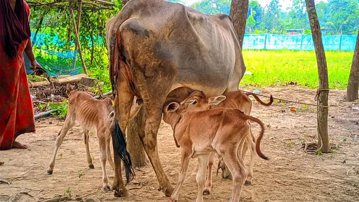 ঘাটাইলে ১টি গাভীর একসাথে ৩টি বাচ্চা প্রসব