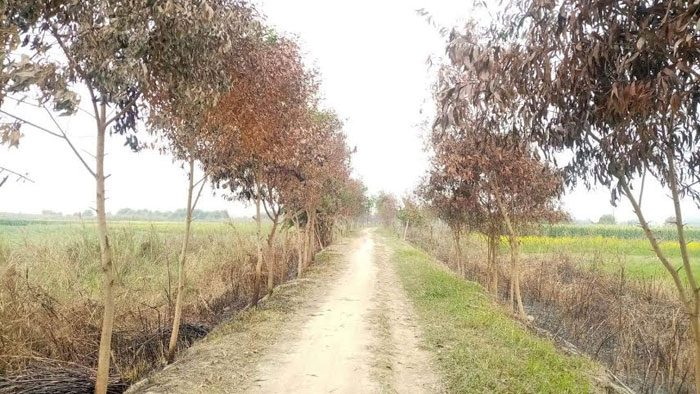 হরিরামপুরে আগুনে পুড়লো বন বিভাগের গাছ