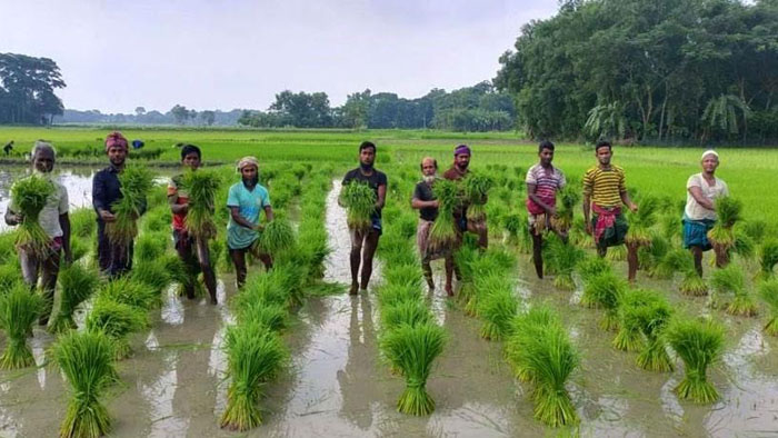 লক্ষ্মীপুরে বিপুল উৎসাহে কৃষকরা আমন ধান রোপনে ব্যস্ত