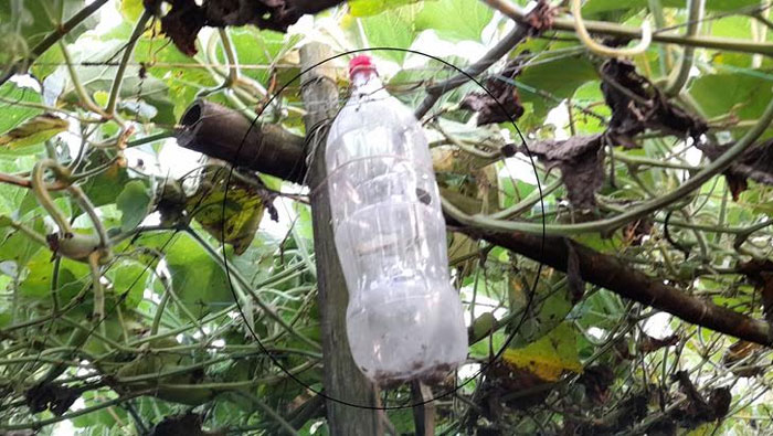 নড়াইলে বিষমুক্ত সবজি উৎপাদনে নতুন ফাঁদ