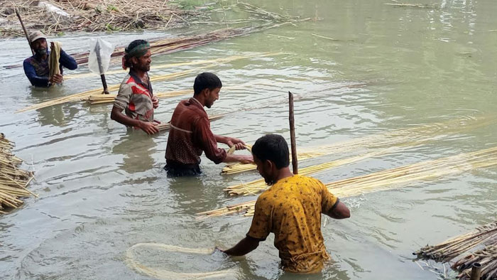 পাটের আঁশ ছাড়ানো নিয়ে ফরিদপুরে ব্যস্ত সময় পার করছে চাষিরা