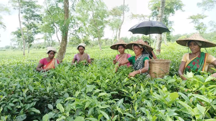 কমলগঞ্জের বাগানে কাজে ফিরলেন চা শ্রমিকেরা