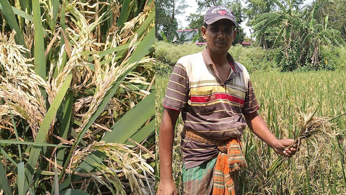 ঝিনাইদহের কালীগঞ্জে নেক ব্লাস্টে দিশেহারা কৃষক