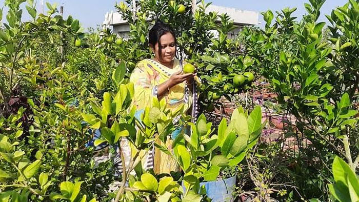 নড়াইলে ছাদে বাগান করে সম্প্রতি মিলেছে বঙ্গবন্ধু জাতীয় কৃষি পুরস্কার
