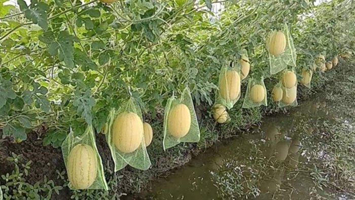 থাই জাতের তরমুজ চাষে সফল নড়াইলের চাষিরা