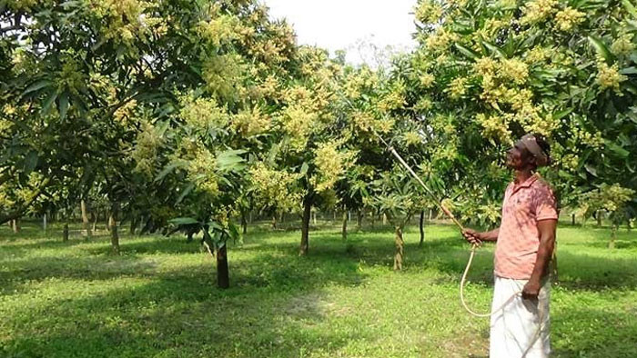 সাতক্ষীরায় সোনালি মুকুলে দোল খাচ্ছে ১৪হাজার আম চাষীর স্বপ্ন