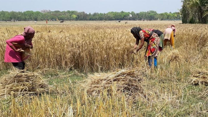 উৎপাদন খরচ কমাতে সাতক্ষীরায় গম চাষের দিকে ঝুঁকেছেন কৃষকরা