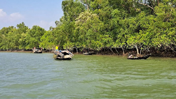 সরকারি নিষেধাজ্ঞা উপেক্ষা করে সুন্দরবনের অভয়ারণ্যে অবাধে ধরা হচ্ছে কাঁকড়া