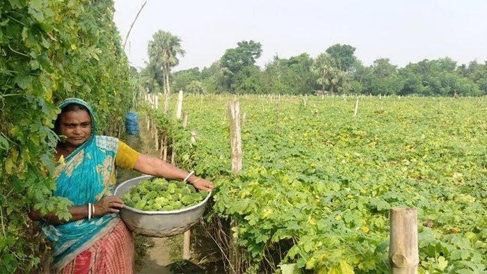 যে গ্রামে প্রতিদিন বিক্রি হয় ৫ লাখ টাকার উচ্ছে