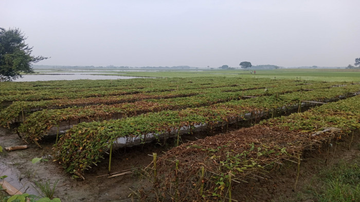 ঝিনাইদহের প্রায় সাড়ে ৭ হাজার হেক্টর ফসলি জমি পানির নিচে দিশে হারা কৃষক