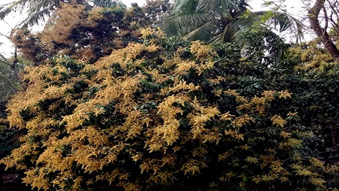 সাতক্ষীরায় উঁকি দিচ্ছে আমের মুকুল