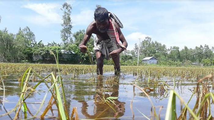 লক্ষ্মীপুরে দীর্ঘ বন্যার পানিতে ফসলের ব্যাপক ক্ষয়ক্ষতি
