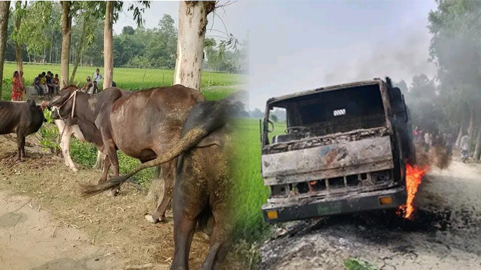 ঘাটাইলে চোরাই গরু ও গাড়ি রেখে পালালো চোর