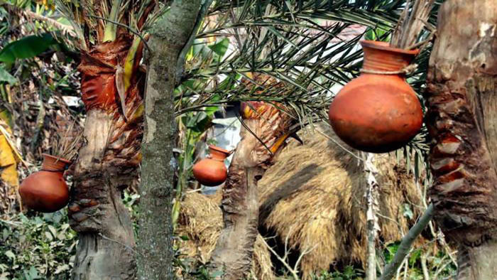 লালমনিরহাটে ঘন কুয়াশা আর হিমেল হাওয়ায় কদর বেড়েছে খেজুর রসের