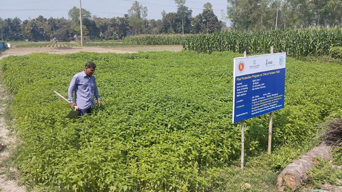 হরিরামপুরে প্রথমবারের মতো চিয়া সীডের চাষ