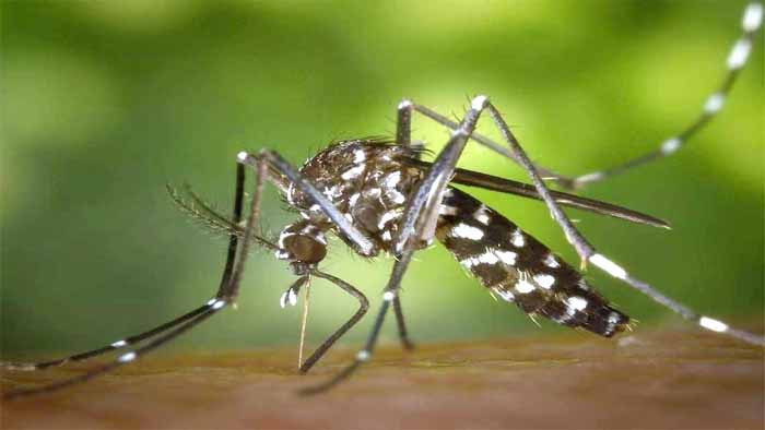 ডেঙ্গুতে আরও ৩ জনের মৃত্যু, হাসপাতালে ভর্তি ৪২৫