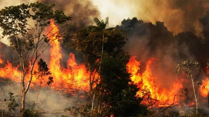 সুন্দরবনে ভয়াবহ অগ্নিকাণ্ড