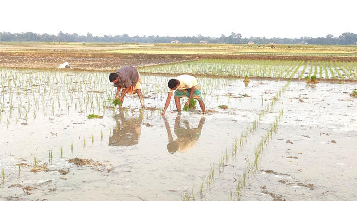 আক্কেলপুরের কৃষকরা ইরি-বোরো ধান রোপণে ব্যস্ত