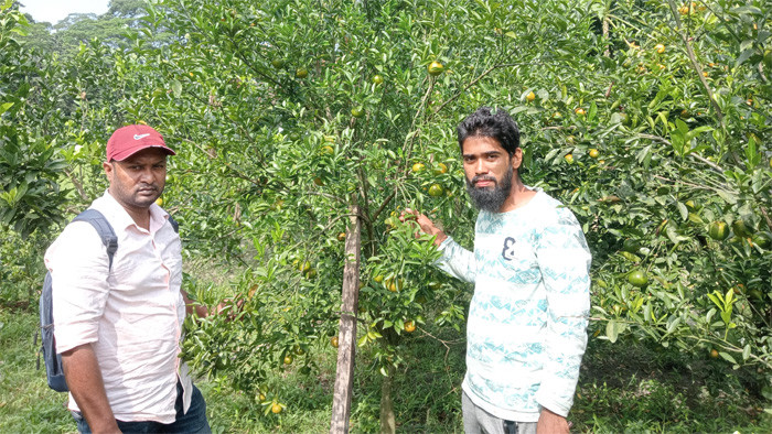 মিশ্র ফল চাষে বাপ্পি খানের সফলতা