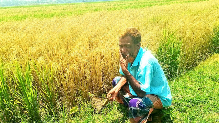 পূর্ব শত্রুতার জেরে বিষাক্ত কীটনাশক প্রয়োগে অর্ধপাকা বোরোধান বিনষ্ট করেছে প্রতিপক্ষরা