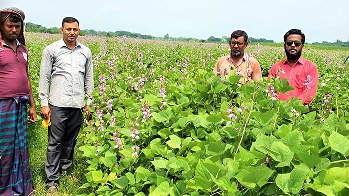 ঝিনাইদহে কৃষকেরা আগাম জাতের ‘রূপবান’ ও ‘হাবিল’ শিম চাষে ঝুঁকছেন