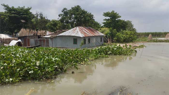 পদ্মায় অস্বাভাবিক হারে পানি বৃদ্ধি, পানিবন্দী অর্ধলক্ষ মানুষ