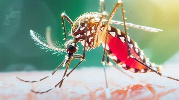 ডেঙ্গুতে মৃত্যু ২৯৪, ৭ দিনে প্রাণ গেল ৪৯ জনের