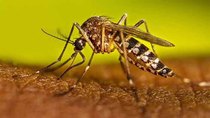 চট্টগ্রামে এক সপ্তাহেই ডেঙ্গু আক্রান্ত ৫ শতাধিক