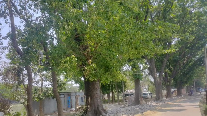 ফরিদপুরে টেপাখোলা রিসোর্ট তৈরিতে, প্রাচীন ৩১টি গাছের মৃত্যু পরোয়ানা