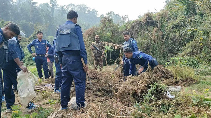 গুইমারাতে ১০ কোটি টাকার গাঁজা ক্ষেত ধ্বংস করেছে প্রশাসন