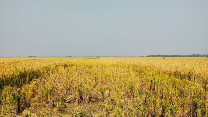 পাইকগাছায় বিরোধপূর্ণ জমির ধান বণ্টন নিয়ে অপপ্রচারের অভিযোগ