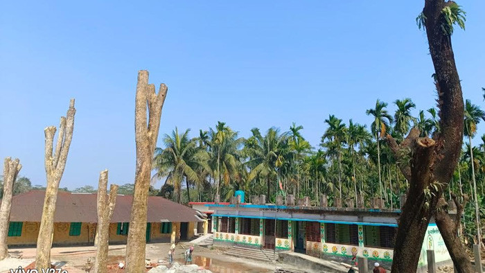 প্রধান শিক্ষকের বিরুদ্ধে টেন্ডার ছাড়াই সরকারি গাছ কর্তনের অভিযোগ
