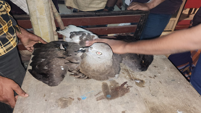 ধানক্ষেতে পড়ে ছিল ঈগল পাখি