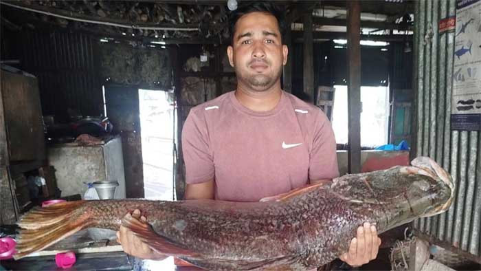 জেলের জালে ২১ কেজির কোরাল, বিক্রি ২৯ হাজারে