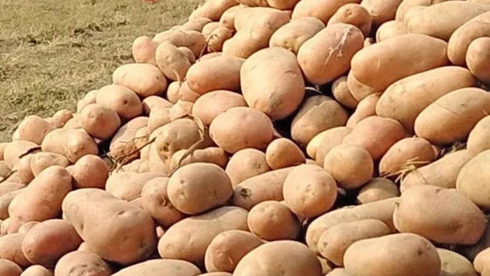 আলু ২০-২৫ টাকায় নামার কথা জানালেন ভোক্তার ডিজি